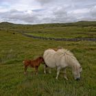 Leben im Dartmoor