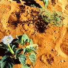 LEBEN IM DÜNENSAND DER NAMIB