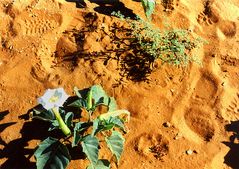 LEBEN IM DÜNENSAND DER NAMIB