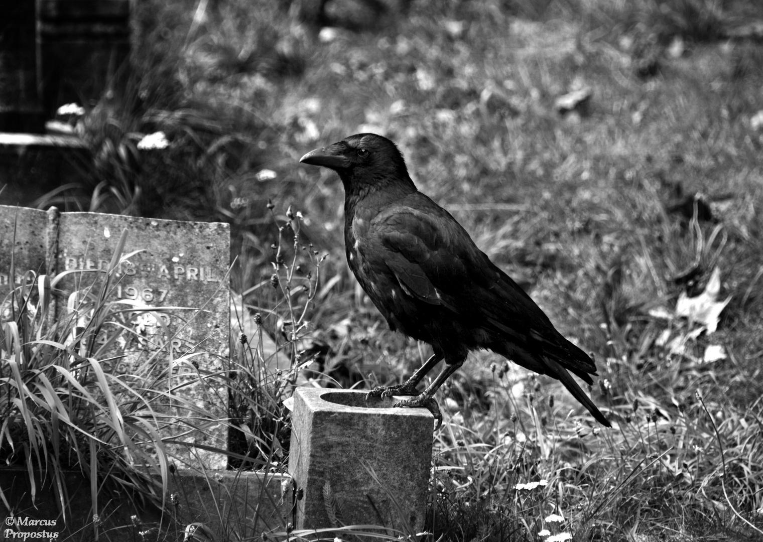 Leben im Friedhof