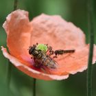 Leben im Garten