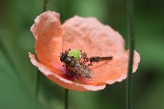 Leben im Garten