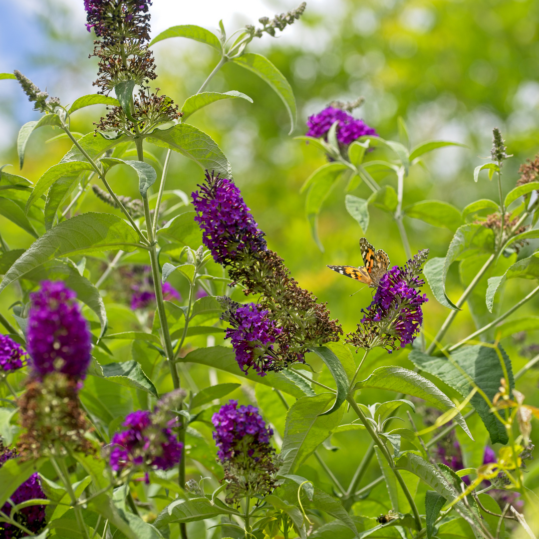 Leben im Garten