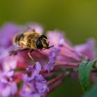 Leben im Garten