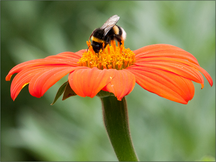 Leben im Garten