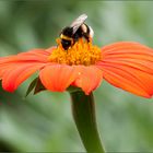 Leben im Garten