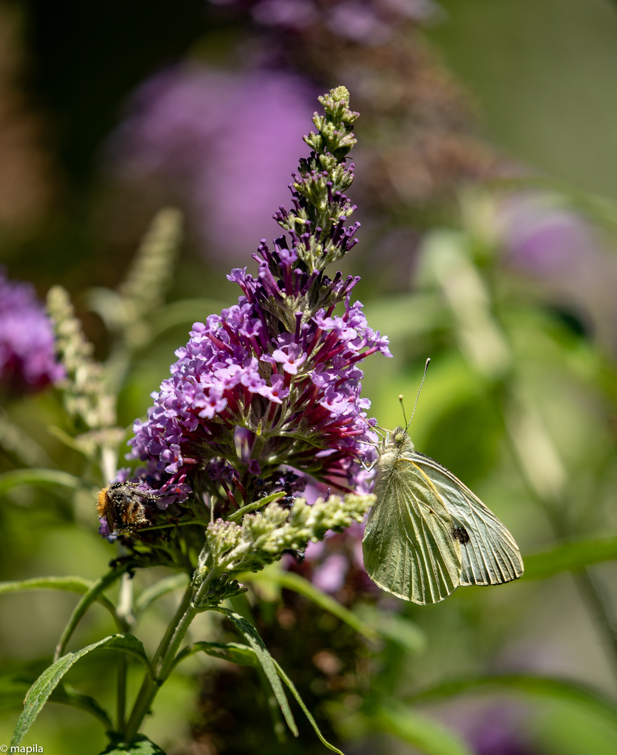 ... Leben im Garten ...