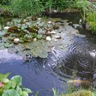 Leben im Gartenteich