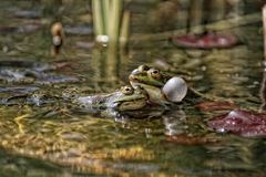 Leben im Gartenteich