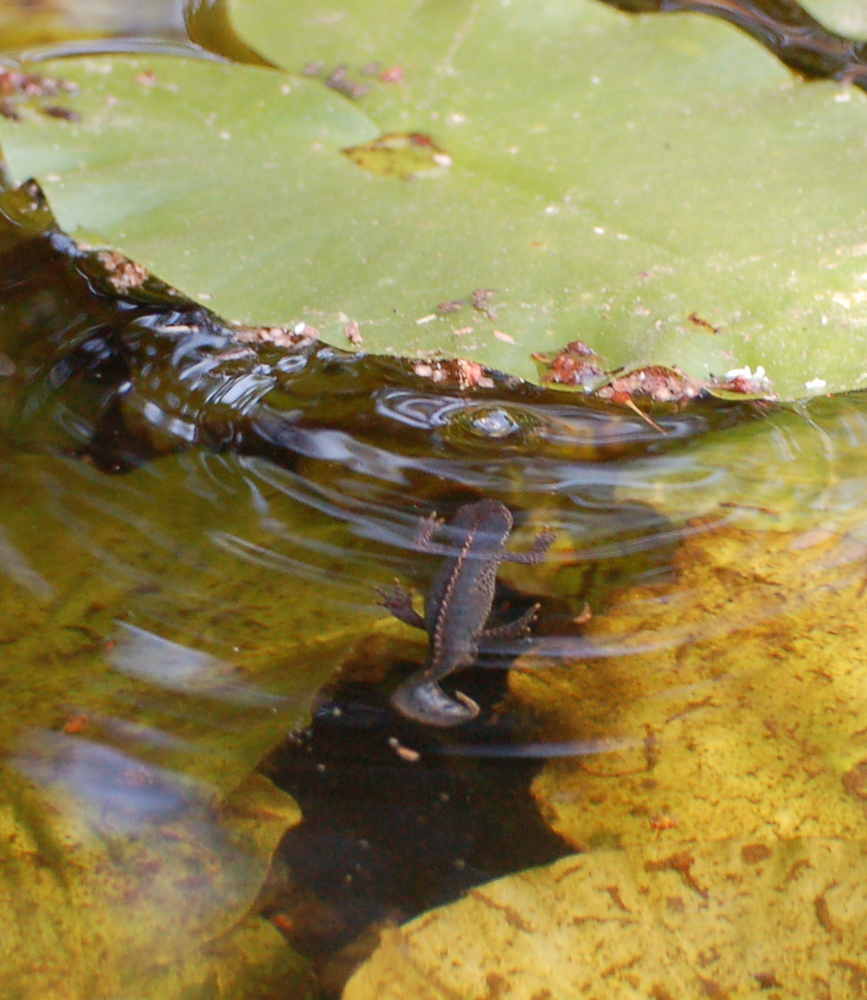 Leben im Gartenteich..... Foto & Bild tiere, wildlife, amphibien