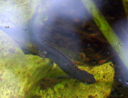 Leben im Gartenteich.....2 Foto & Bild tiere, wildlife, amphibien
