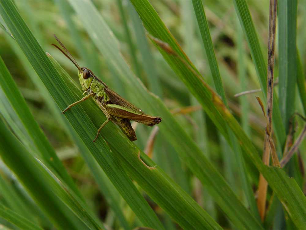 leben im gras