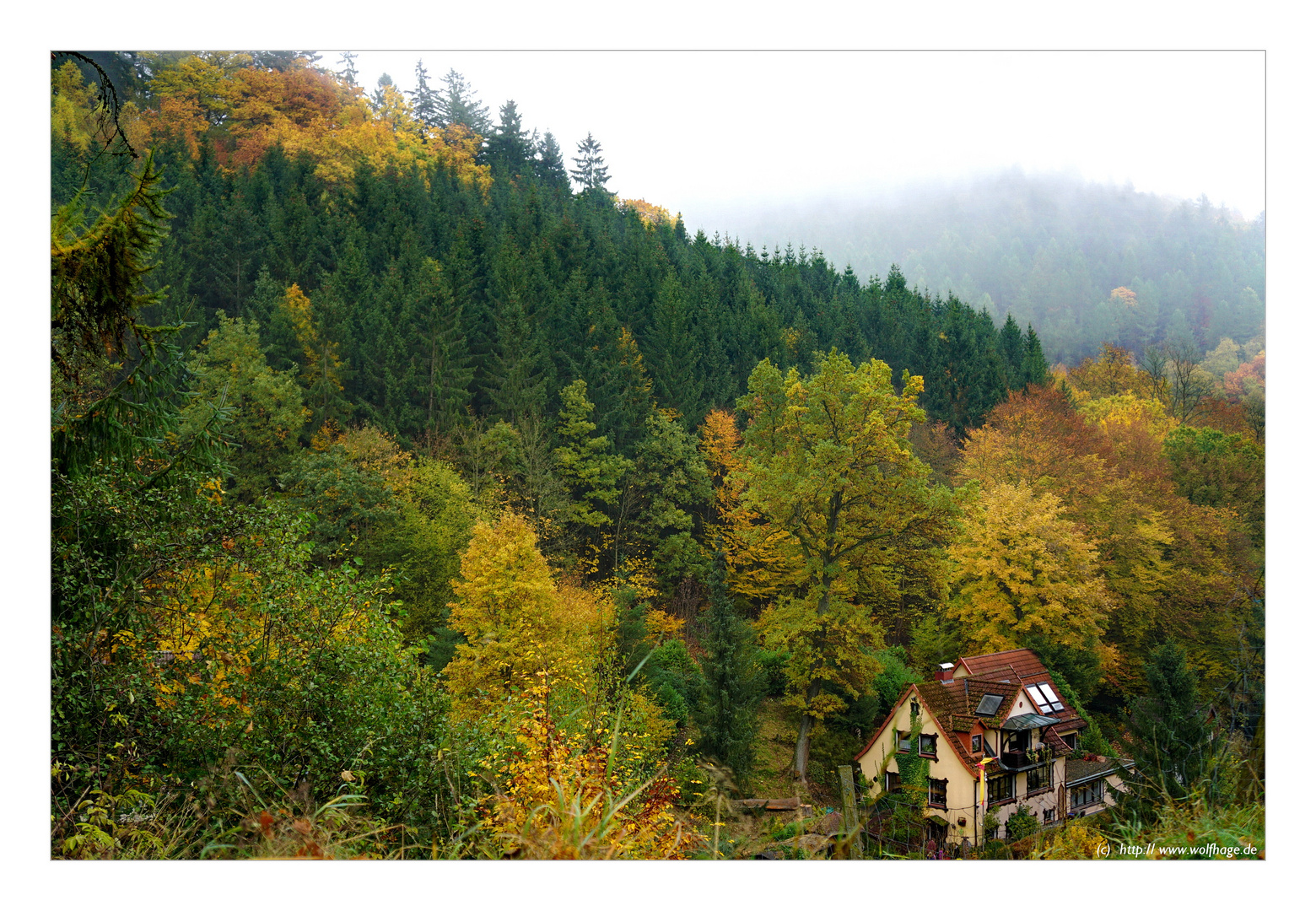 Leben im Herbstwald