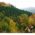 Leben im Herbstwald