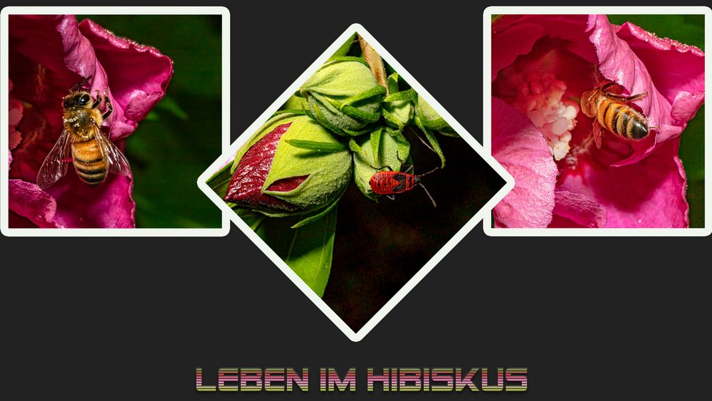 Leben im Hibiskus