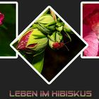 Leben im Hibiskus