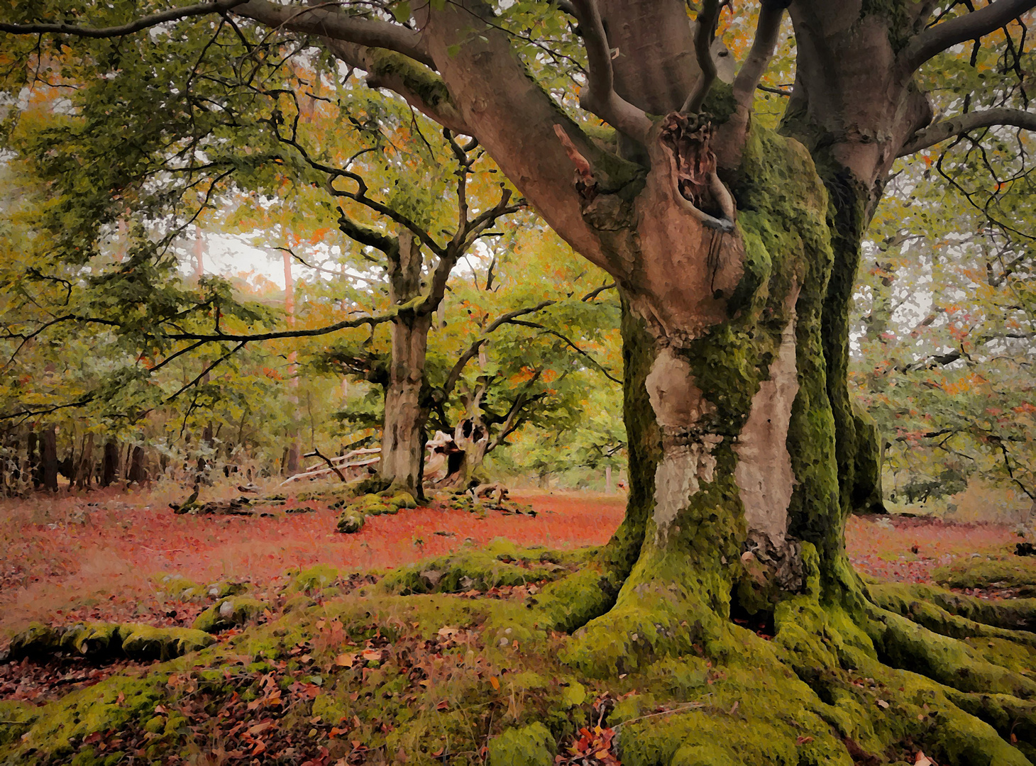 Leben im Hutewald