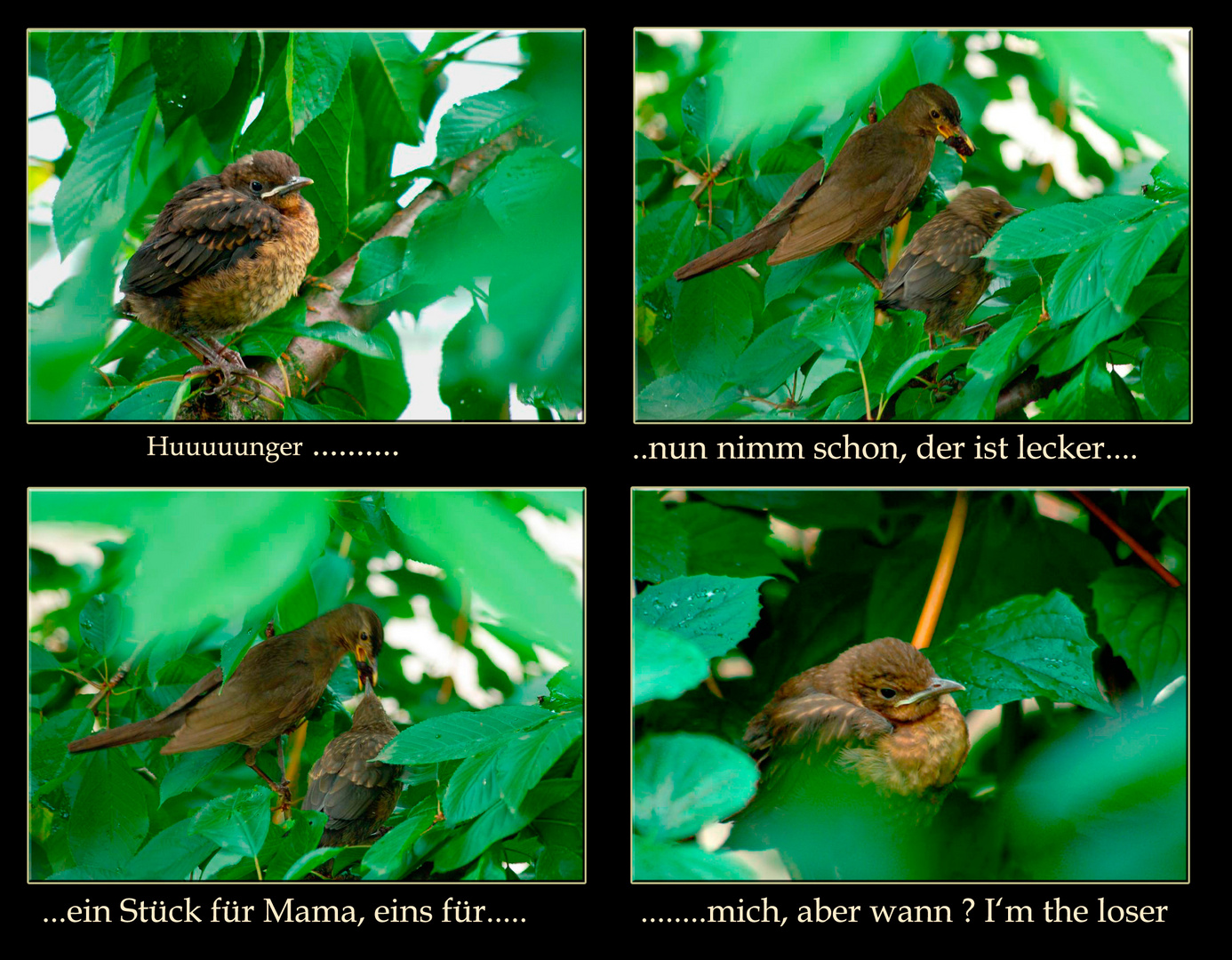 Leben im Kirschbaum......