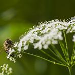 Leben im Kleingarten I