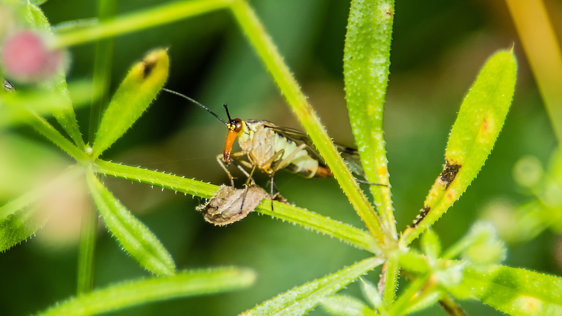 Leben im Knick ... eine Scorpionsfliege ...