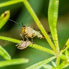 Leben im Knick ... eine Scorpionsfliege ...