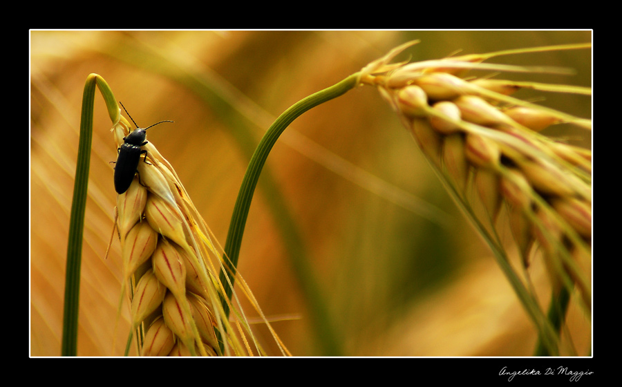 Leben im Kornfeld