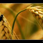 Leben im Kornfeld