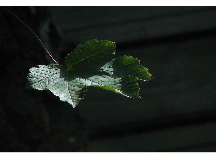 Leben im Licht