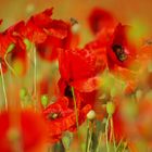 Leben im Mohn