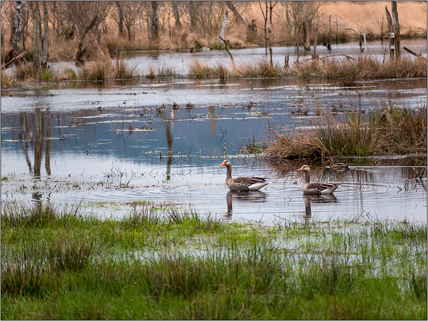 Leben im Moor