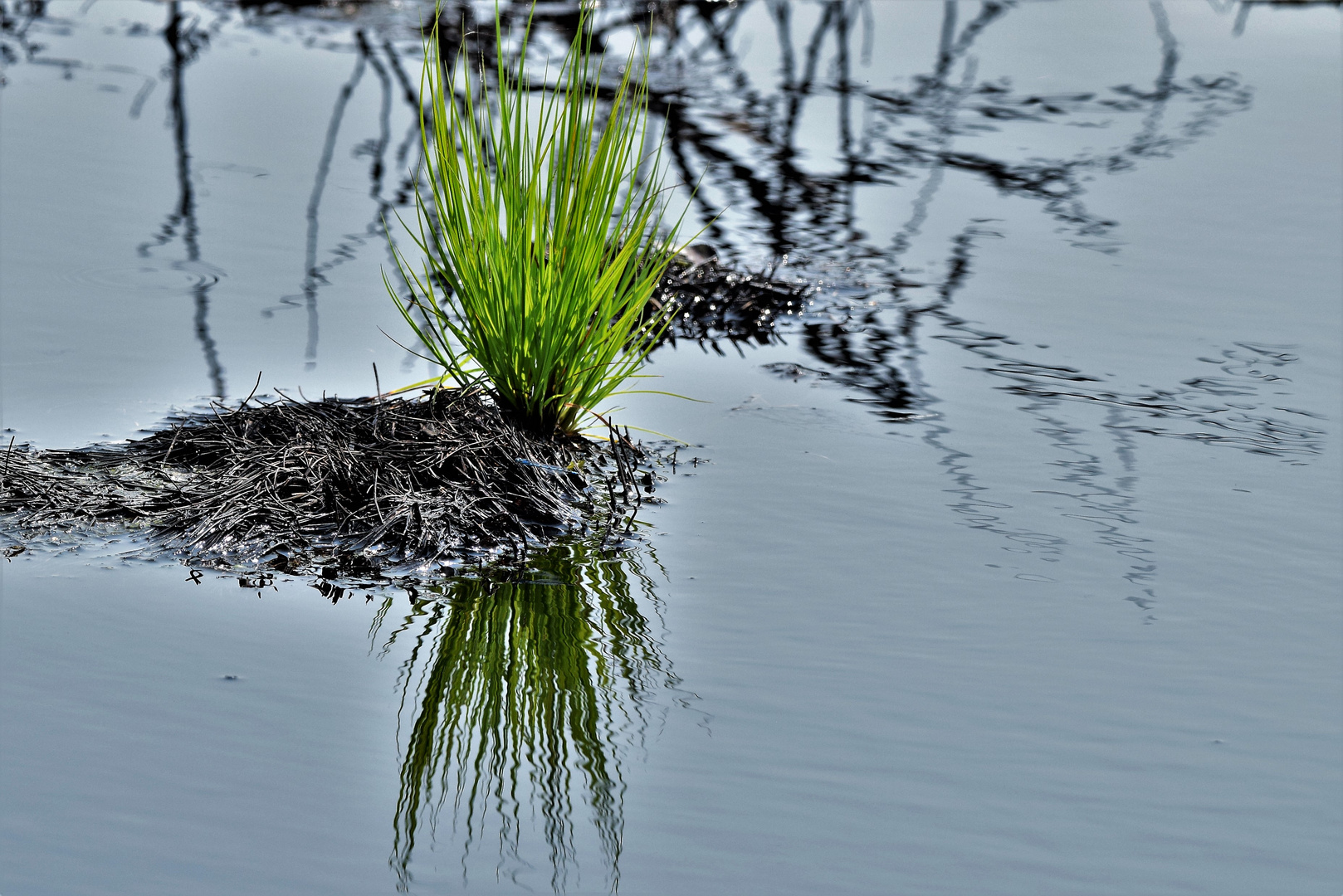 Leben im Moor