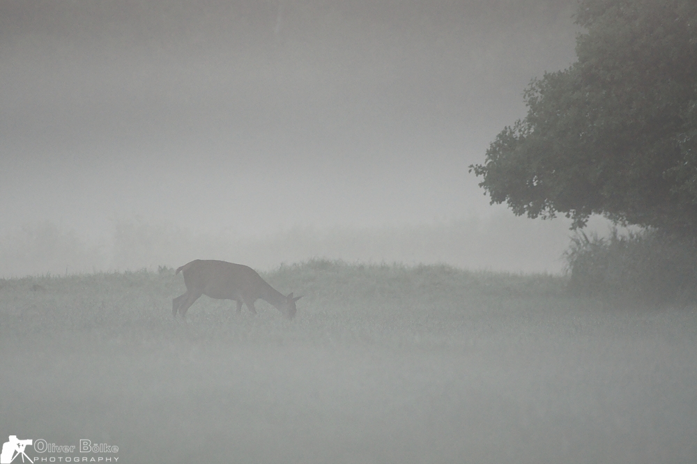 Leben im Nebel