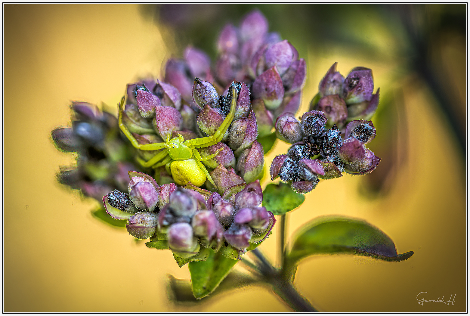 Leben im Oregano