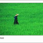 Leben im Reisfeld