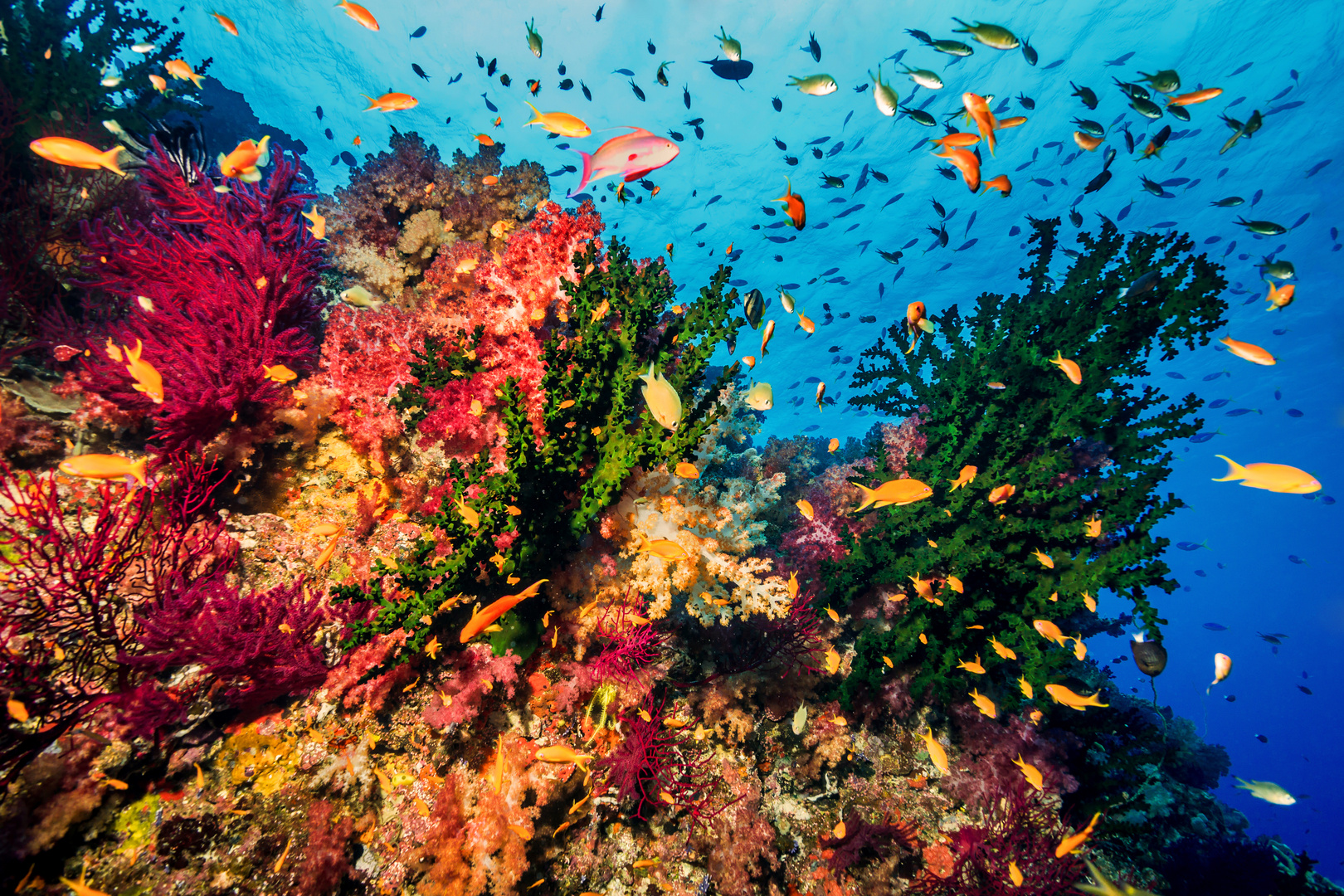 leben im riff 2 foto bild unter wasser meer natur bilder auf