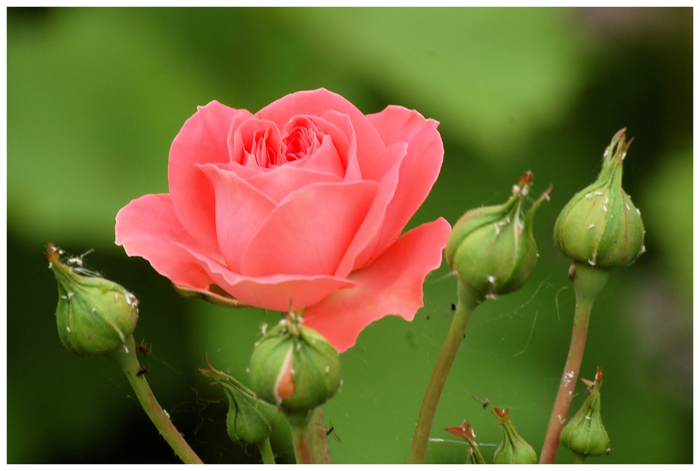 Leben im Rosenbusch