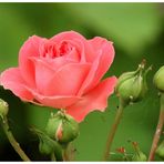 Leben im Rosenbusch