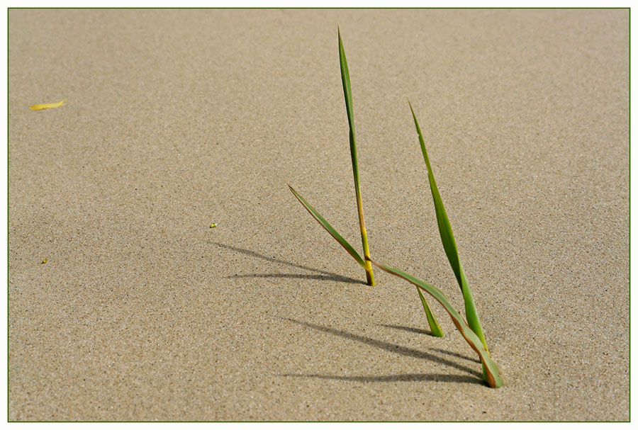 Leben im Sand