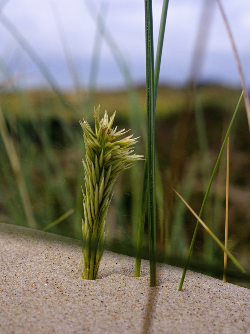 Leben im Sand - Leben am Strand