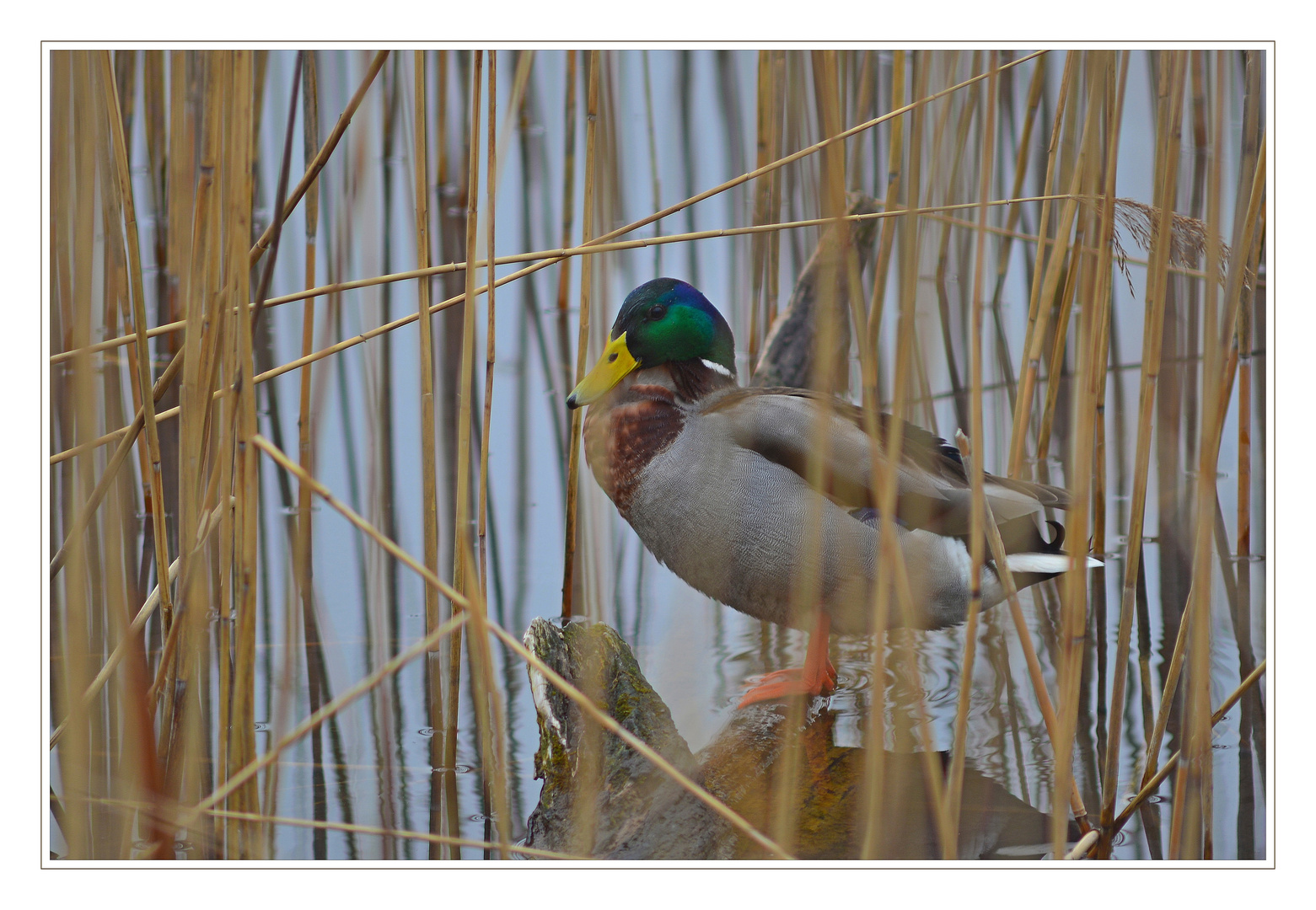 Leben im Schilf. 1 Foto & Bild tiere, wildlife, wild lebende vögel