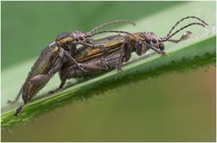 Leben im Schilf - Schilfrohrkäfer