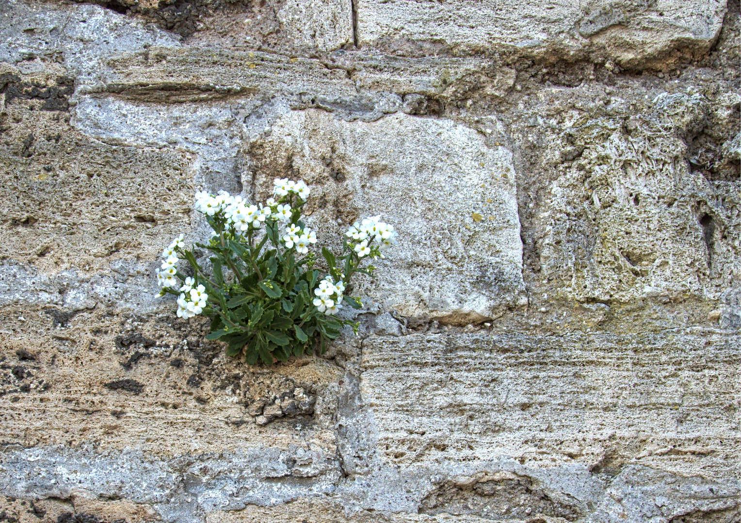 Leben im Stein