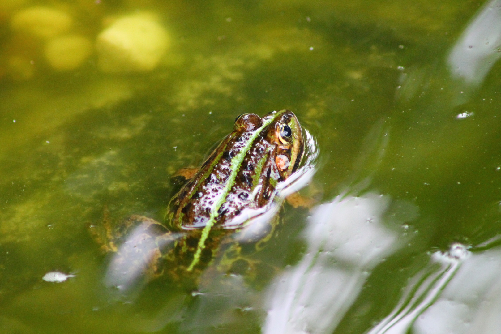 Leben im Teich