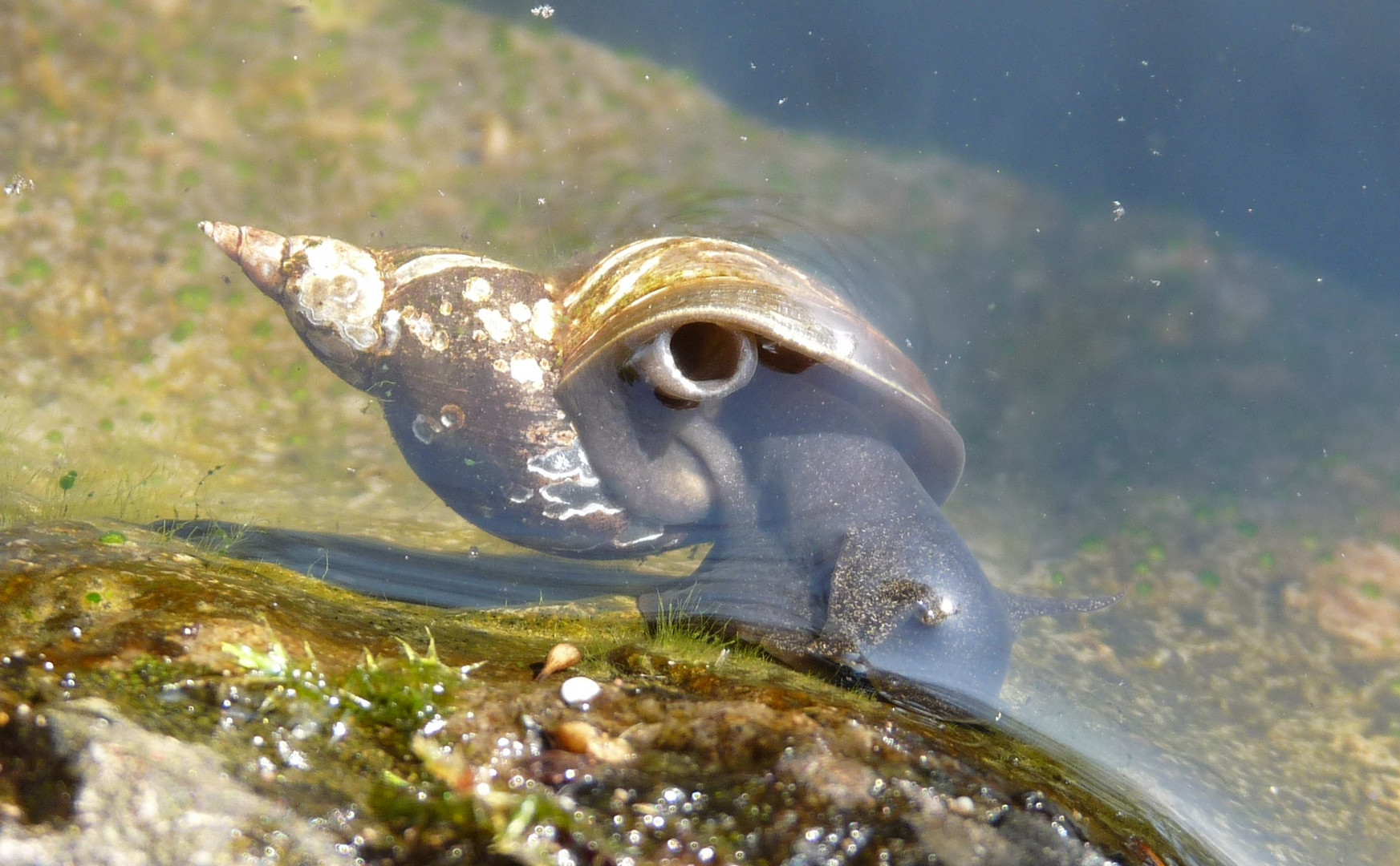 Leben im Teich Foto & Bild tiere, tiere und natur, natur Bilder auf