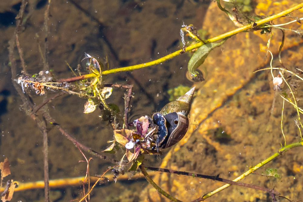 Leben im Teich