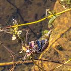 Leben im Teich