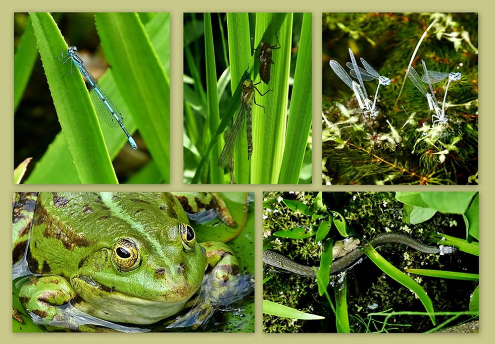 Leben im Teich. Foto & Bild landschaft, garten & parklandschaften