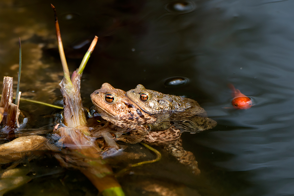 Leben im Teich