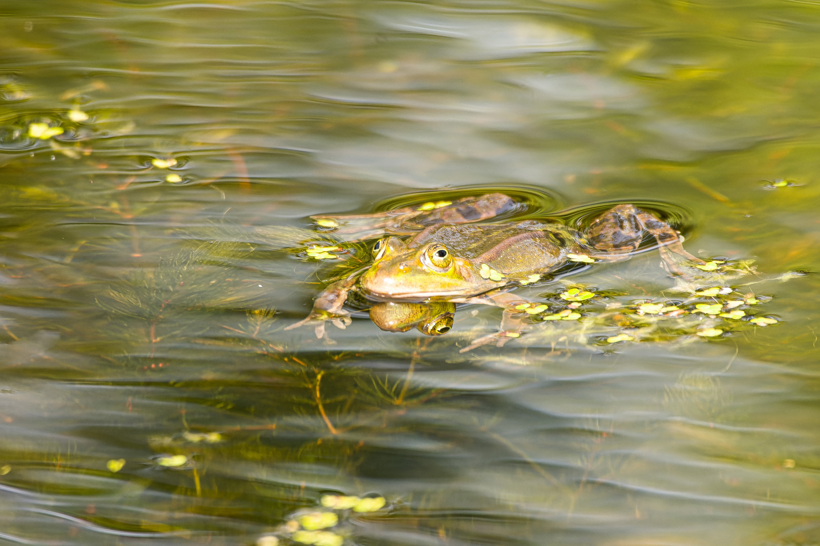 Leben im Teich Foto & Bild wasser, natur, wildlife Bilder auf