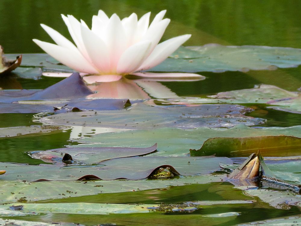 Leben im Teich von Angelika Giessl 